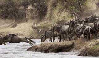 肯尼亚动物大迁徙