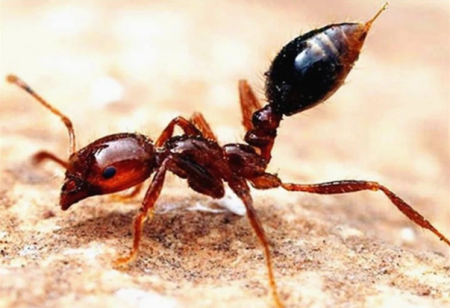 红火蚁的繁殖季节 为什么国家不灭红火蚁